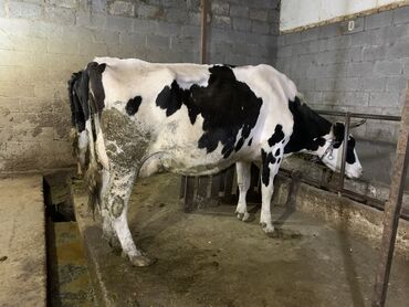С/х животные и товары: Продаю | Корова (самка) | Голштин | Для разведения, Для молока | Стельные