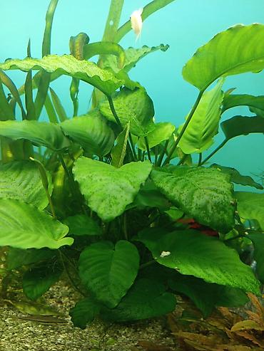 аквариу: Все отроски по 200-250 сом Продам крепкие отростки водорослей для — 2