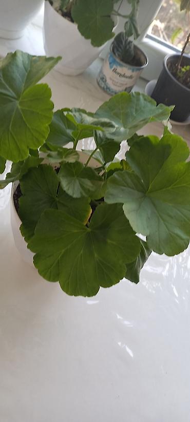 ucuz gul: Otaq gülləri – kolleksiya sortları - Impatiens (balsamin) – — 6