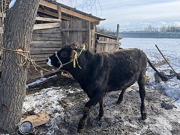 Коровы, быки: Продаю | Бык (самец) | Швицкая | На откорм | Привязанные — 10