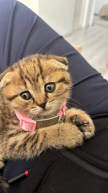 Pişiklər: Şotland — 2