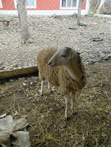 Qoyunlar, qoçlar: Hər ikisi cins quzlaridir iksdə dişdir 5-6 aylıq quzlardir qiyməti — 4