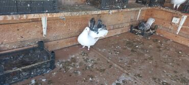 Göyərçinlər: Satılır: bəzək göyərçinləri dəsti - Növ: bəzək və uçuş üçün saxlanan — 7