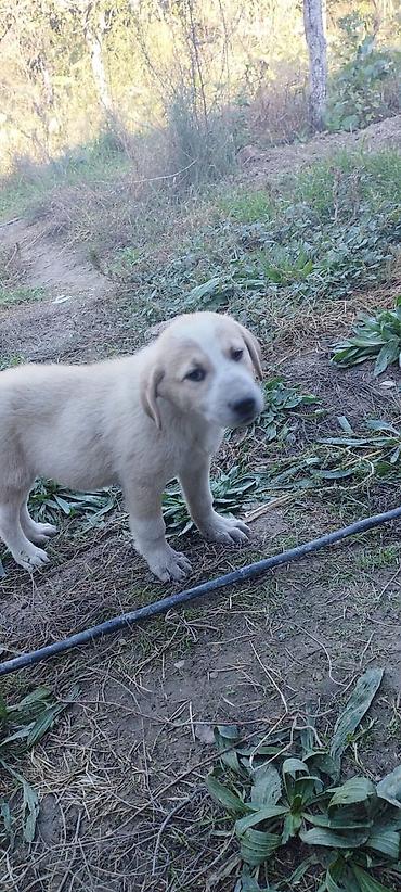 şirvanda torpaq satışı: 12 sot, Tikinti, Barter mümkündür, Kupça (Çıxarış) — 2