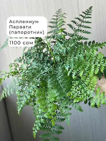 Декоративдик гүлдөр: 🌿Папоротник Асплениум Парвати - неприхотливый папоротник с упругими — 7