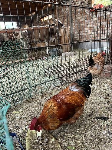 домашний животные: Продаю | Куры | Домашняя | Несушки — 2