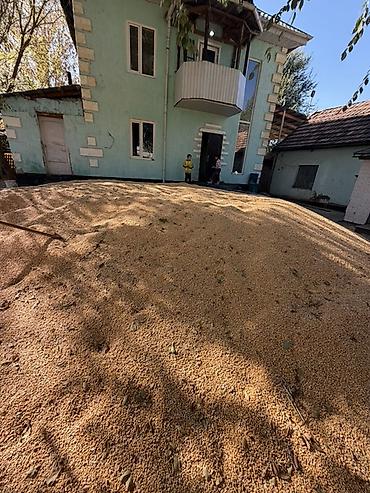 кукуруза свежая: Продам Кукуруза (зерно) оптом и в розницу 35 тонна - Сушёное зерно — 1