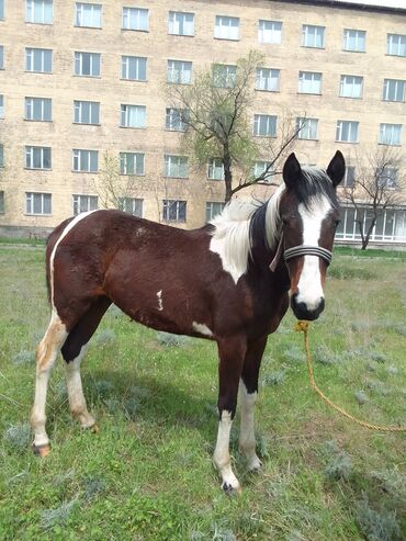 соолжан сатып алам: Продается кобыла, возраст 1 год и месяц