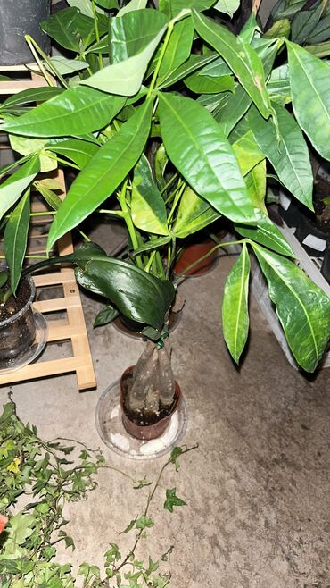 Другие услуги: Продаю цветы😍 Очень много разных 🪴🎋🍃🌱 Антуриумы Спатифиллум Алоказия — 6