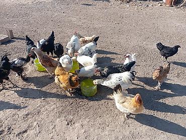 Продам с/х животных: Продаю | Куры | Домашняя | Для разведения — 6