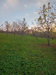 Torpaq sahələrinin satışı: 10 sot, Kənd təsərrüfatı, Mülkiyyətçi, Kupça (Çıxarış) — 7
