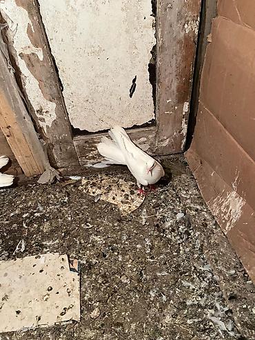 www.toyuq ve cuce yem qablari: Ağ rəngli qızılquyruq göyərçinlər - Tam ağ lələk örtüyü, zərif uzun — 1