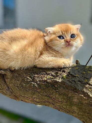 Pişiklər: Şotland — 15