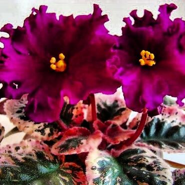 Otaq bitkiləri: 5,6 m starter — 10