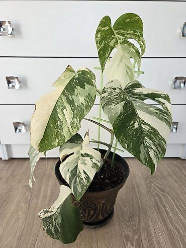 монстера альба купить: Монстера вариегатная (Monstera deliciosa ‘Albo Variegata’) - Ярко — 2
