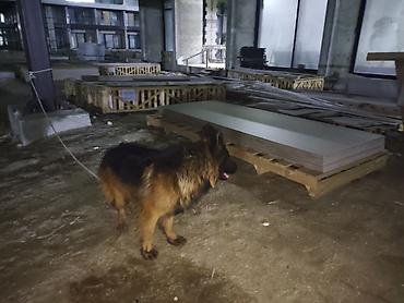 İtlər: Alman çoban iti, 1 il, Erkek, Sənədli, Ünvandan götürmə, Pulsuz çatdırılma, Ödənişli çatdırılma — 9