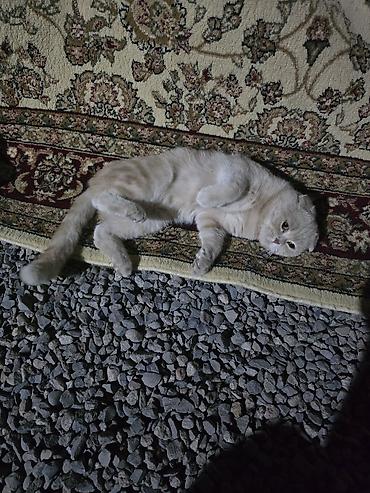 Мышыктар: Продаю Шотландская вислоухая кошка (скоттиш-фолд) мальчик 1,5годик - — 4