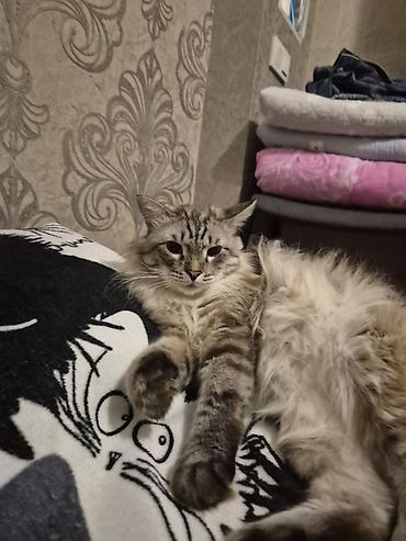 сибирский кот: Кошка даром: Сибирская, 1 год, Мальчик, Кастрирована, Приучена к лотку, Проглистована — 2