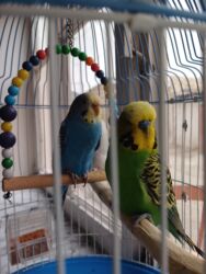 Oyuncaqlar: Quşlar satılır.Hazır cütlüklər,3 dəfə bala veriblər,indidə yumurtaya -da lalafo.az — 11 Oyuncaqlar: Quşlar satılır.Hazır cütlüklər,3 dəfə bala veriblər,indidə yumurtaya — 11