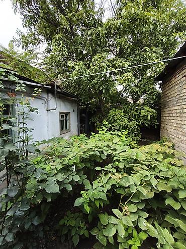 скупка дерево орех: Продам ореховое дерево под распил. Возраст дерева: 30+ лет. Только — 4