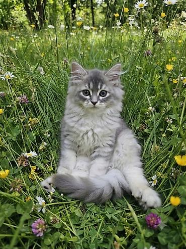 ragdoll pisik: Şotland — 5
