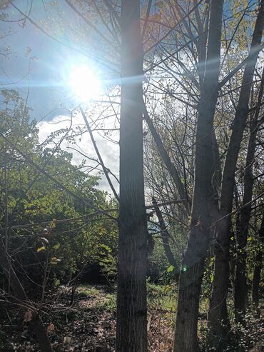 Həyət evləri və villaların satışı: Torpaq bağ sahəsi 42 sot meyvə baği satıram -da lalafo.az — 29 Həyət evləri və villaların satışı: Torpaq bağ sahəsi 42 sot meyvə baği satıram — 29