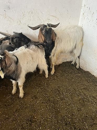 Баран, овца: Продаю | Овца (самка) | Для шерсти | Ярка — 14