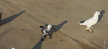 Göyərçinlər: Satılır: bəzək göyərçinləri dəsti - Növ: bəzək və uçuş üçün saxlanan — 1