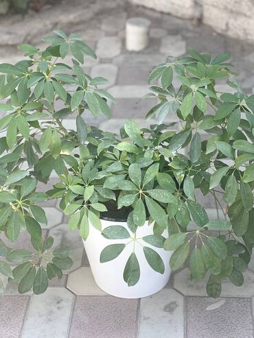 аквариумные растения купить: Шеффлера (Schefflera) в декоративном белом кашпо. - Крупный, пышный