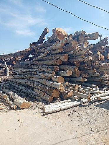 Тегерек жыгачтар: Рубим деревья и купим бревно карагач Терек Кара жыгач кыябыз отун — 5