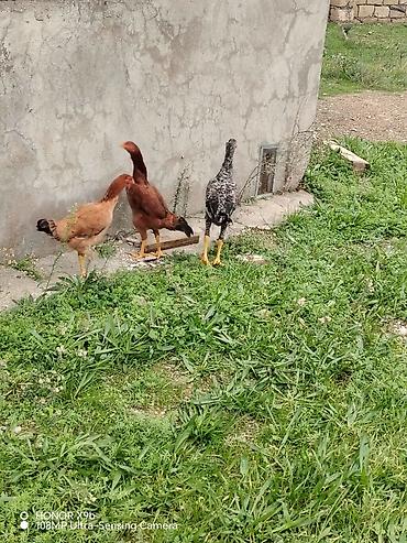 australorp toyuq satilir: Toyuq cücələri, Damazlıq, Ünvandan götürmə — 2