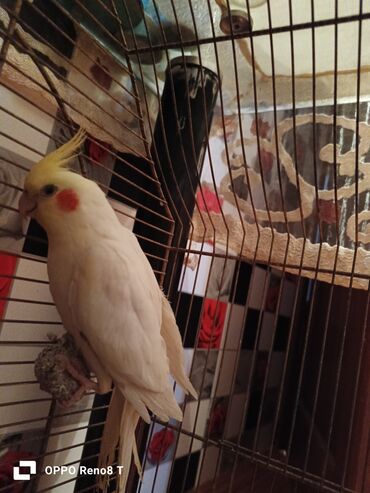кольчатый попугай цена: Tutuquşu korella cute hazır qizqin dişidi özü kimi qizqin erkeyle