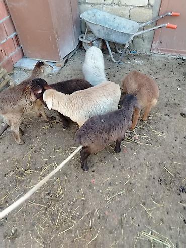 Quzu: 6 erkəy 4 dişi — 2