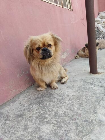 İtlər: Pekines, 1 il, Erkek, Sənədli, Ünvandan götürmə