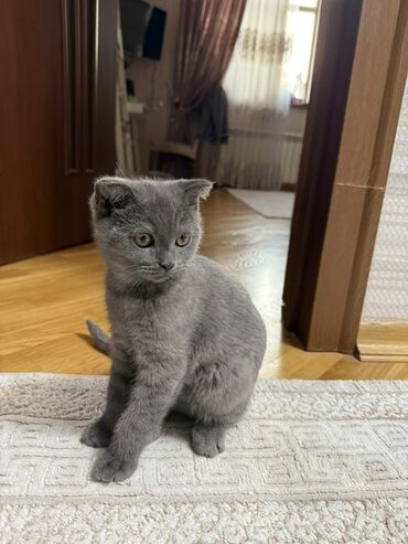 cins ineklerin satisi: Şotland, Erkək, Yaxşı əllərə lalafo.az -da cins ineklerin satisi: Şotland, Erkək, Yaxşı əllərə