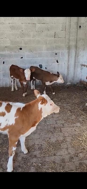 Dana, buzov: Satılır: 3 baş dana - Cins: qarışıq südlük-ətlik tip (qırmızı-ağ — 6