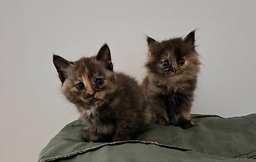 Скотиш Фолд (Шотландская вислоухая), 1 месяц, Мальчик, Черный