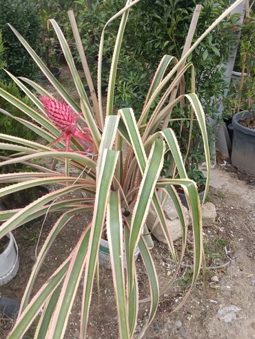 Landşaft işləri: Dekarativ bitgilerin satişi
xan cinar
ekvalit
zeytun — 21