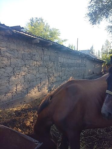 Продаю | Жеребец | Рабочий at lalafo.kg Продаю | Жеребец | Рабочий