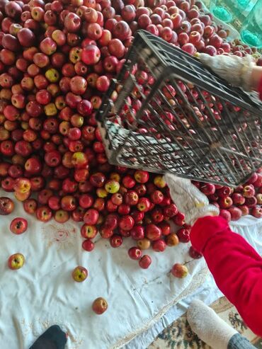 Souslar və ədviyyatlar: Evdə,təbii üsulla hazırlanmış(GMO-suz) Qəbələnin QIZILƏHMƏDİ — 7