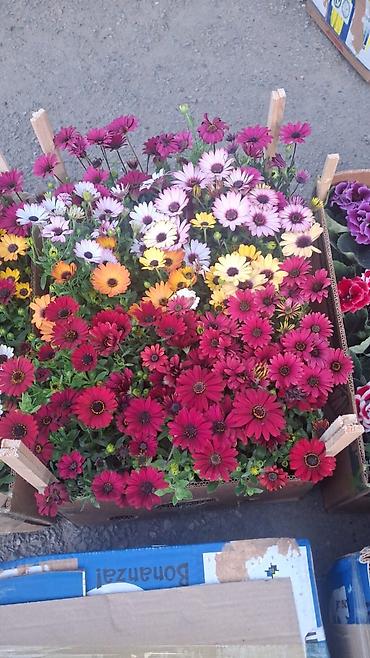 Другие садовые цветы и кустарники: Только оптом.По штучно не звонить.Рассада однолетних цветов для клумб — 12