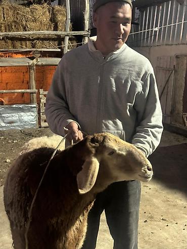 Баран, овца: Продаю | Овца (самка) | Для разведения | Племенные — 12
