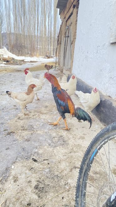Куры, петухи: Продаю | Петух | Для разведения — 7