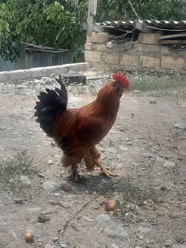 qoyun əti qiyməti: Xoruz, Brama, il: 1, Pulsuz çatdırılma