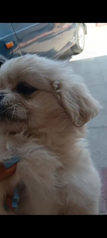 it sekilleri: Pekines, 2 ay, Erkek, Peyvəndli, Ünvandan götürmə
