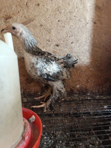 продам бройлеров: Продаю подрощенных домашних цыплят МИКС 3 МЕСЯЦА Бишкек в низу по