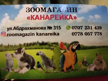 Птицы: Канарейки, попугаи, амадины, голуби! По адресу Абдрахманова315 — 11