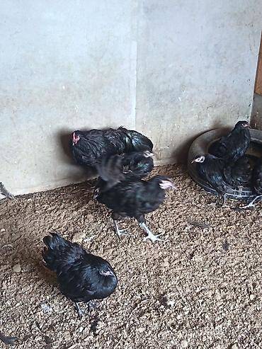 yumurtuyan toyuq: Toyuq, Australorp, Ətlik, Ödənişli çatdırılma — 3
