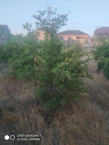 Ağaclar: Satıram . Nar ağacı kemsirin ve birde üzüm ağacı hər ikisi torpaq da — 4