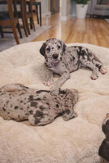 Psi: Dostupni stenci nemacke doge, rodjeni 09.03.2026. FCI registrovani — 9